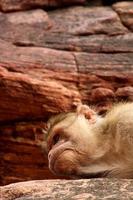 Bonnet Macaque Monkey Sleeping on the Rock in Badami Fort. photo