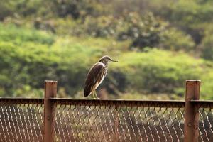 garza de estanque indio sentada en la puerta de hierro. foto