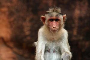 Bonnet Macaque Monkey with Copy Space. photo