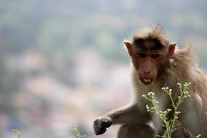Bonnet Macaque Monkey with Copyspace. photo