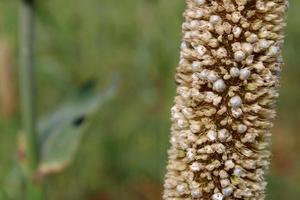 Pearl Millet Head with Copy Space. photo
