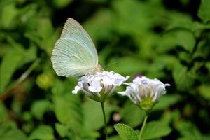 Catopsilia Pomona Butterfly on Lantana Camara Flower. photo