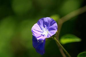 flores de enredadera de roca azul con espacio de copia. foto