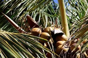 Coconuts are Hanging on a Tree. photo