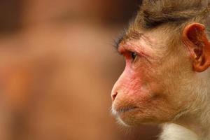 Bonnet Macaque Monkey in Badami Fort photo