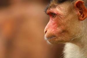 Bonnet Macaque Monkey in Badami Fort. photo