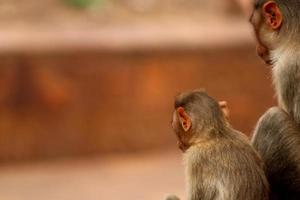 Bonnet Macaque Monkey with Baby in Badami Fort. photo