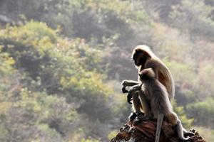 mono langur gris con un bebé. foto