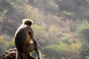 Gray Langur Monkey Sitting on a Rocky Hill. photo