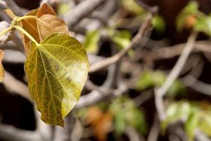 Wild Tree Leaves with Copy Space. photo