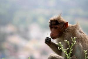 Bonnet Macaque Monkey with Copyspace. photo