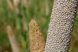 Pearl Millet Head with Copy Space. photo