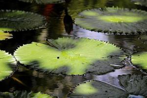 A Water Lily Leaves in a Pond. photo