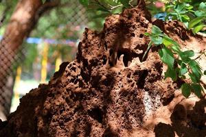Termite Mound-Building in Almatti Garden. photo