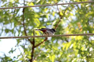 A Red Vented Bulbul Bird is Sitting on the Power Line. photo