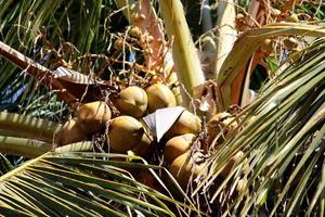 Coconuts are Hanging on a Tree. photo