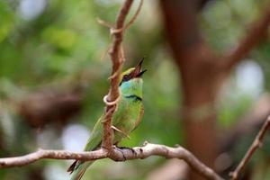 pájaro comedor de abeja verde asiático foto