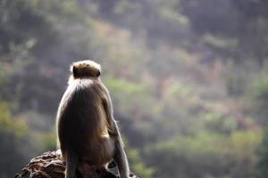 Gray Langur Monkey Sitting on a Rocky Hill. photo