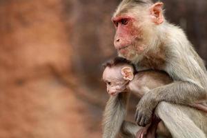 Bonnet Macaque Monkey with Baby in Badami Fort. photo