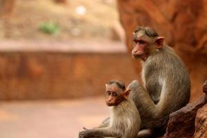 Bonnet Macaque Monkey with Baby in Badami Fort. photo