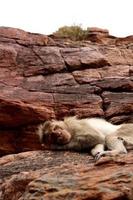 Bonnet Macaque Monkey Sleeping on the Rock in Badami Fort. photo