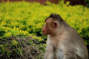 Bonnet Macaque Monkey with Copy Space. photo