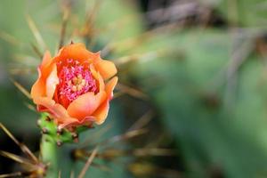 Prickly Pear Flower with Copy Space. photo