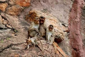 mono macaco bonnet con familia. foto