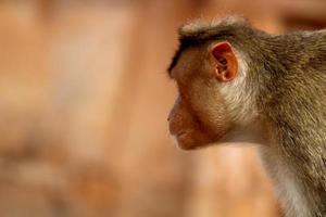 Bonnet Macaque Monkey with Copyspace. photo