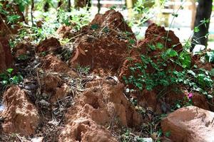 Construcción de montículos de termitas en el jardín de Almatti. foto