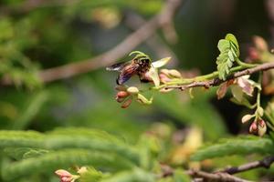 A Bee Sitting on a Tamarind Flower. photo