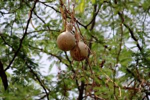 Wild Fruits Hanging on the Tree. photo