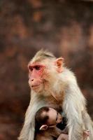 Bonnet Macaque Monkey with Baby in Badami Fort. photo