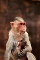 Bonnet Macaque Monkey with Baby in Badami Fort. photo