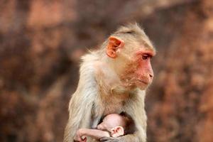 Bonnet Macaque Monkey with Baby in Badami Fort. photo