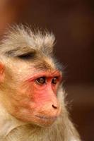 Bonnet Macaque Monkey in Badami Fort. photo