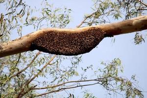 Apis Dorsata Hive on the Eucalyptus tree branch. photo