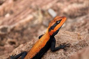 Male Peninsular Rock Agama Lizard. photo