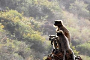 mono langur gris con un bebé. foto