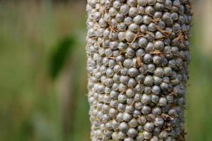 Pearl Millet Head with Copy Space. photo