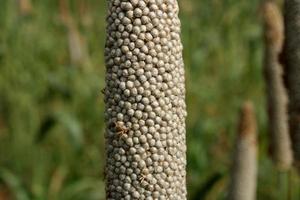 Pearl Millet Head with Copy Space. photo