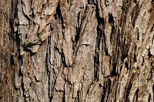 tronco del árbol prosopis cineraria. foto