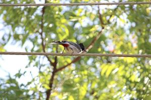 un pájaro bulbul ventilado rojo está sentado en la línea eléctrica. foto