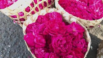 roses in a basket ready to be marketed. video