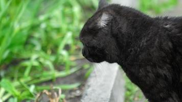 Black Scottish fold cat video