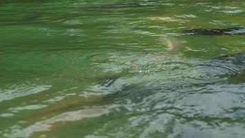 Colorful fish in the pond, feeding video