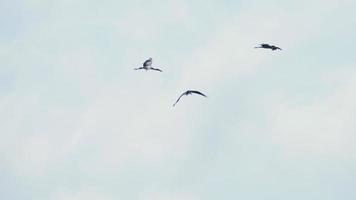 bandada de anastomus oscitans asiáticos de pico abierto volando en el cielo azul durante la temporada de migración en la isla de phuket, tailandia. video
