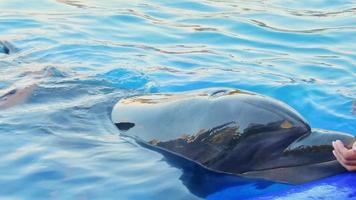 Cute dolphin named Monica in dolphinarium calm by tourist. Batumi Georgia Dolphinarium Swim with dolphin experience video