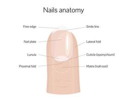 Nail anatomy structure training poster flat style design vector illustration. Human hand fingernail anatomy medical scheme.