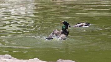 patos flotando en el agua del lago video